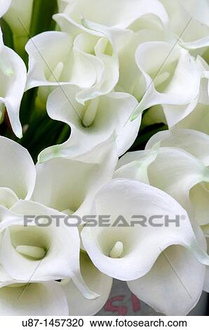 Bunches of Calla Liles for Sale on Market Stall View Large Photo Image Stock Image - Bunches of Calla Liles for Sale on Market Stall. Fotosearch