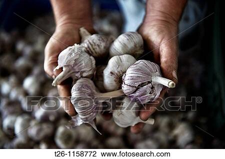 bundle of garlic. Extremadura, Spain View Large Photo Image Stock Image - bundle of garlic. Extremadura, Spain. Fotosearch