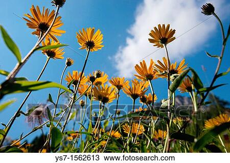 Buphthalmum salicifolium, yellow oxeye daisy in an alpine meadow, Dolomites, Belluno province, Italy, Europe View Large Photo Image Stock Image - Buphthalmum salicifolium, yellow oxeye daisy in an alpine meadow, Dolomites, Belluno province, Italy, Europe. Fotosearch