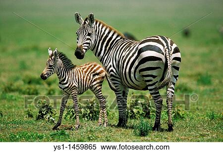 BURCHELL? S ZEBRA equus burchelli, FEMALE WITH FOAL, KENYA View Large Photo Image Stock Photography - BURCHELL? S ZEBRA equus burchelli, FEMALE WITH FOAL, KENYA. Fotosearch