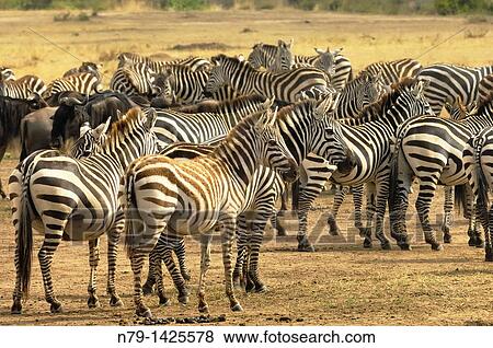 Stock Photo - Burchell&39, s zebra, equus burchelli, photographed in the Masai Mara Reserve, Kenya.. Fotosearch
