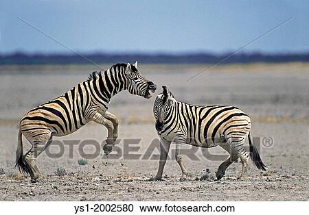 Stock Image - Burchell's Zebra, equus burchelli, Stallions fighting, Serengeti Park in Tanzania.. Fotosearch