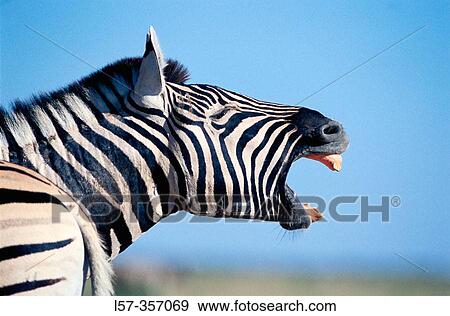 Burchell's Zebra (Equus burchelli). Etosha National Park. Namibia View Large Photo Image Stock Photo - Burchell's Zebra (Equus burchelli). Etosha National Park. Namibia. Fotosearch