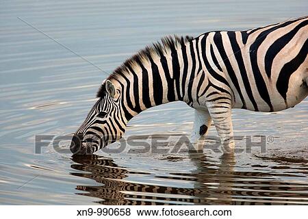 Burchell's zebra Equus Quagga, in the waterhole, Etosha National Park, Namibia View Large Photo Image Stock Photo - Burchell's zebra Equus Quagga, in the waterhole, Etosha National Park, Namibia. Fotosearch