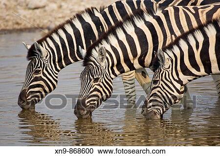 Burchell's zebra (Equus Quagga) drinking water, Etocha National Park, Namibia View Large Photo Image Stock Image - Burchell's zebra (Equus Quagga) drinking water, Etocha National Park, Namibia. Fotosearch