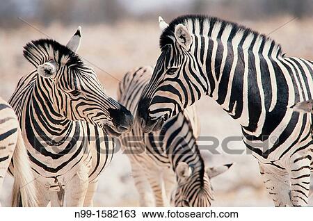 Burchell`s zebra Hippotigris quagga, two stallions rivalling, National Park Etosha, Namibia View Large Photo Image Stock Image - Burchell`s zebra Hippotigris quagga, two stallions rivalling, National Park Etosha, Namibia. Fotosearch