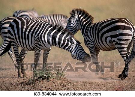 Burchell's Zebra stallions fighting Equus Burchelli View Large Photo Image Picture - Burchell's Zebra stallions fighting Equus Burchelli. Fotosearch