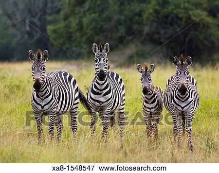 burchell's zebra View Large Photo Image Stock Photo - burchell's zebra. Fotosearch