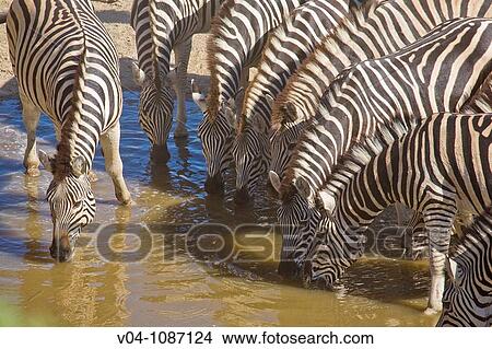Burchell's zebras (Equus burchelli) drinking at a waterhole in Botswana, Africa View Large Photo Image Picture - Burchell's zebras (Equus burchelli) drinking at a waterhole in Botswana, Africa. Fotosearch