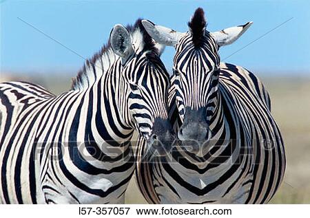 Stock Photo - Burchell's Zebras (Equus burchelli). Etosha National Park. Namibia. Fotosearch