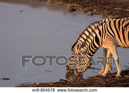 Burchell`s zebras (Equus quagga) drinking water, Etosha National Park, Namibia View Large Photo Image Stock Photo - Burchell`s zebras (Equus quagga) drinking water, Etosha National Park, Namibia. Fotosearch