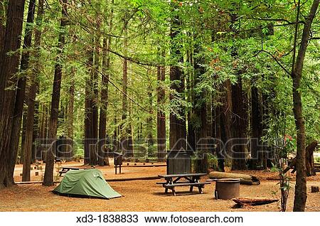 Burlington Campground, Avenue of the Giants, California, USA View Large Photo Image Stock Image - Burlington Campground, Avenue of the Giants, California, USA. Fotosearch
