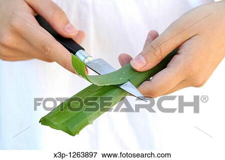 Burn plant Aloe vera View Large Photo Image Stock Photo - Burn plant Aloe vera. Fotosearch