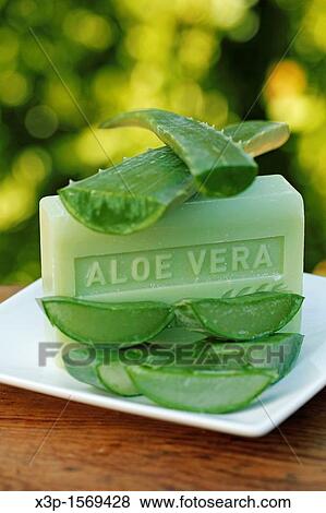 Stock Photo - Burn plant soap Aloe vera. Fotosearch