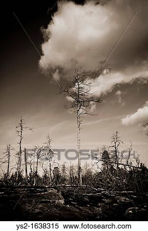 Stock Photography - Burned down forest and sky. Fotosearch