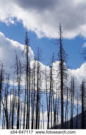 Burned trees after a forest fire in Kootenay National Park, British Columbia, Canada. View Large Photo Image Stock Photo - Burned trees after a forest fire in Kootenay National Park, British Columbia, Canada.. Fotosearch