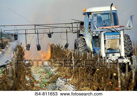 Burning off old field of tomatoes to prepare for new planting Ruskin Florida View Large Photo Image Stock Image - Burning off old field of tomatoes to prepare for new planting Ruskin Florida. Fotosearch