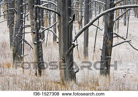 Burnt tree trunks and grass after a fall snow storm, near Midway, near Firehole Lake Drive, Yellowstone National Park, Wyoming View Large Photo Image Stock Photo - Burnt tree trunks and grass after a fall snow storm, near Midway, near Firehole Lake Drive, Yellowstone National Park, Wyoming. Fotosearch