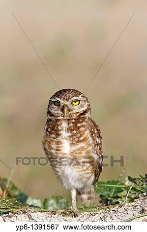 Stock Photo - Burrowing Ow, Athene cunicularia, standing on ground, Ilha do Mel, Brazil. Fotosearch