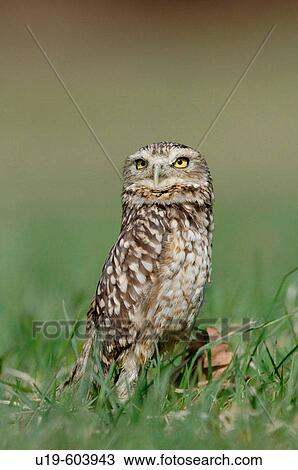 Burrowing Owl (Athene cunicularia) View Large Photo Image Stock Image - Burrowing Owl (Athene cunicularia). Fotosearch