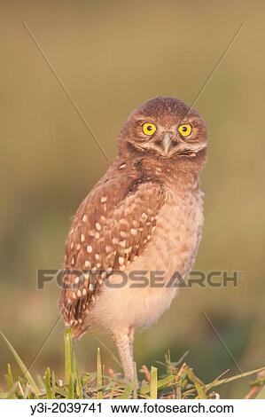 Burrowing Owl (Athene cunicularia) fledgling exploring area close to its burrow. View Large Photo Image Stock Image - Burrowing Owl (Athene cunicularia) fledgling exploring area close to its burrow.. Fotosearch