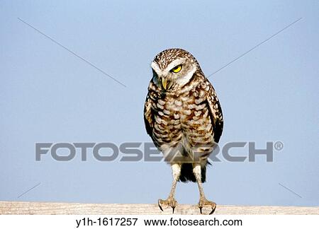 Burrowing owl (Athene cunicularia) looking - no nonsense! Florida, USA View Large Photo Image Stock Photo - Burrowing owl (Athene cunicularia) looking - no nonsense! Florida, USA. Fotosearch