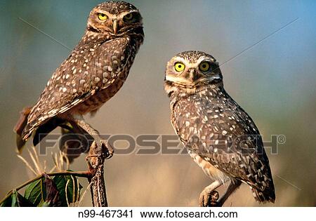 Burrowing owl (Athene cunilaria) couple sitting on a perch. Chapada dos Guimaraes. Mato Grosso. Brazil. View Large Photo Image Stock Image - Burrowing owl (Athene cunilaria) couple sitting on a perch. Chapada dos Guimaraes. Mato Grosso. Brazil.. Fotosearch