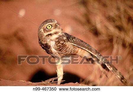 Burrowing owl (Athene cunilaria) sitting in front of a rabbit burrow. Stretching the wings. Chapada dos Guimaraes. Brazil. View Large Photo Image Stock Image - Burrowing owl (Athene cunilaria) sitting in front of a rabbit burrow. Stretching the wings. Chapada dos Guimaraes. Brazil.. Fotosearch