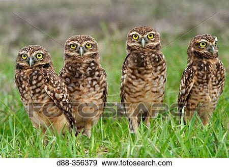 Burrowing Owl (Speotyto cunicularia). Venezuela View Large Photo Image Stock Photo - Burrowing Owl (Speotyto cunicularia). Venezuela. Fotosearch