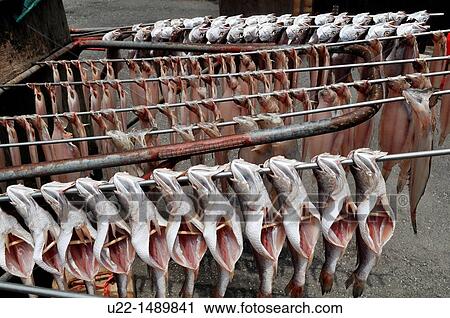Busan (South Korea): fish drying at the Sindonga-Jagalchi Market View Large Photo Image Stock Image - Busan (South Korea): fish drying at the Sindonga-Jagalchi Market. Fotosearch
