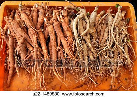 Busan (South Korea): ginseng sold at the Sindonga-Jagalchi Market View Large Photo Image Stock Image - Busan (South Korea): ginseng sold at the Sindonga-Jagalchi Market. Fotosearch