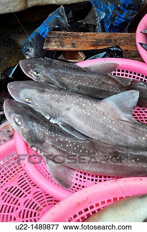 Busan (South Korea): little sharks sold at the Sindonga-Jagalchi Market View Large Photo Image Stock Photo - Busan (South Korea): little sharks sold at the Sindonga-Jagalchi Market. Fotosearch