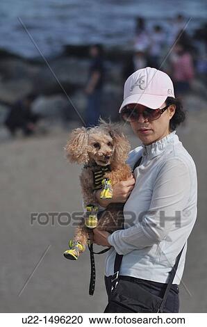 Busan (South Korea): poodle with shoes at Haeundae Beach View Large Photo Image Stock Image - Busan (South Korea): poodle with shoes at Haeundae Beach. Fotosearch