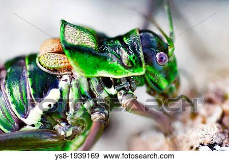 Stock Photo - Bush cricket (Ephippiger cruciger), Majorca, Balearic Islands, Spain. Fotosearch