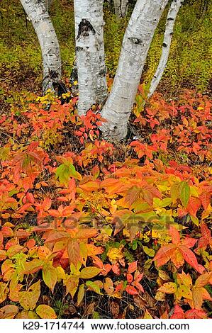 Bush honeysuckle Diervilla lonicera Autumn foliage, Greater Sudbury Lively, Ontario, Canada View Large Photo Image Picture - Bush honeysuckle Diervilla lonicera Autumn foliage, Greater Sudbury Lively, Ontario, Canada. Fotosearch