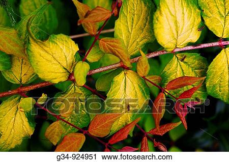 Stock Image - Bush. Fotosearch