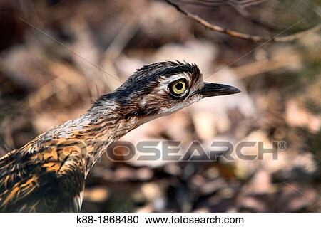 Bush-stone Curlew Burhinus grallarius Nitmiluk National Park, Northern Territory, Australia View Large Photo Image Stock Image - Bush-stone Curlew Burhinus grallarius Nitmiluk National Park, Northern Territory, Australia. Fotosearch