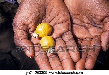 Stock Photo - Bush tucker in hand. Fotosearch