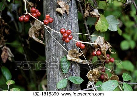 Stock Image - bush with ripe red fruit of Ribes rubrum or Red Currant Wild. Fotosearch