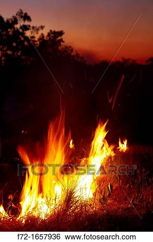 Bushfire at dusk, Litchfield National Park, Northern Territory, Australia View Large Photo Image Stock Photograph - Bushfire at dusk, Litchfield National Park, Northern Territory, Australia. Fotosearch