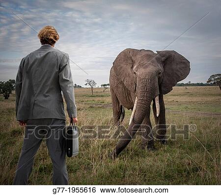 Businessman facing an elephant in the savanna View Large Photo Image Stock Photograph - Businessman facing an elephant in the savanna. Fotosearch