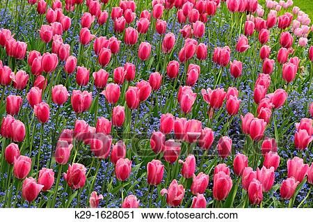Butchart Gardens in spring- Tulips and forget-me-nots in the Sunken Garden View Large Photo Image Stock Image - Butchart Gardens in spring- Tulips and forget-me-nots in the Sunken Garden. Fotosearch