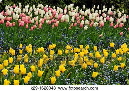 Butchart Gardens in spring- Tulips and forget-me-nots in the Sunken Garden, Victoria, British Columbia, Canada View Large Photo Image Stock Photo - Butchart Gardens in spring- Tulips and forget-me-nots in the Sunken Garden, Victoria, British Columbia, Canada. Fotosearch