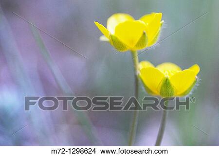 Buttercups View Large Photo Image Picture - Buttercups. Fotosearch