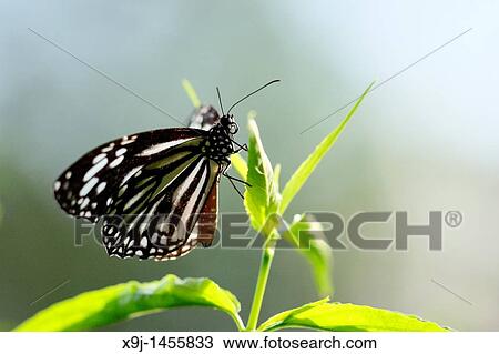 Stock Image - Butterflies, Euripus nyctelius, Malaysia & Borneo. Fotosearch