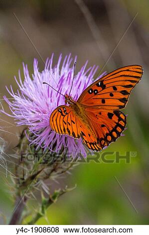 Butterfly along the park road in Everglades National Park Florida View Large Photo Image Stock Photo - Butterfly along the park road in Everglades National Park Florida. Fotosearch