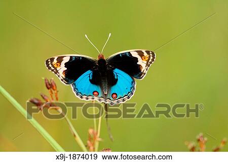 Butterfly, Blue pansy Junonia orithya wallacei, Borneo, Asia View Large Photo Image Stock Photo - Butterfly, Blue pansy Junonia orithya wallacei, Borneo, Asia. Fotosearch