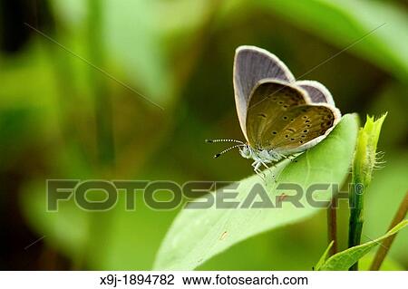 Butterfly Common tit Hypolycaena erylus, Chilades pandava, Borneo View Large Photo Image Stock Image - Butterfly Common tit Hypolycaena erylus, Chilades pandava, Borneo. Fotosearch