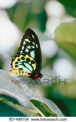 Butterfly. Costa Rica View Large Photo Image Picture - Butterfly. Costa Rica. Fotosearch