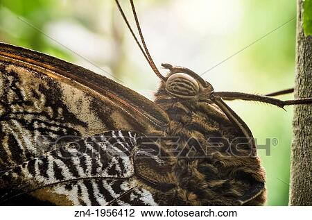 Butterfly Detail of Thorax and Compound Eye in Botanical Garden Erfurt. Germany. View Large Photo Image Stock Image - Butterfly Detail of Thorax and Compound Eye in Botanical Garden Erfurt. Germany.. Fotosearch